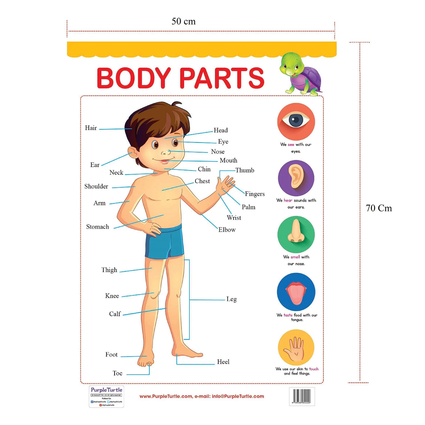 13 Educational Wallcharts for kids | Age : 2 Years+ by Purple Turtle